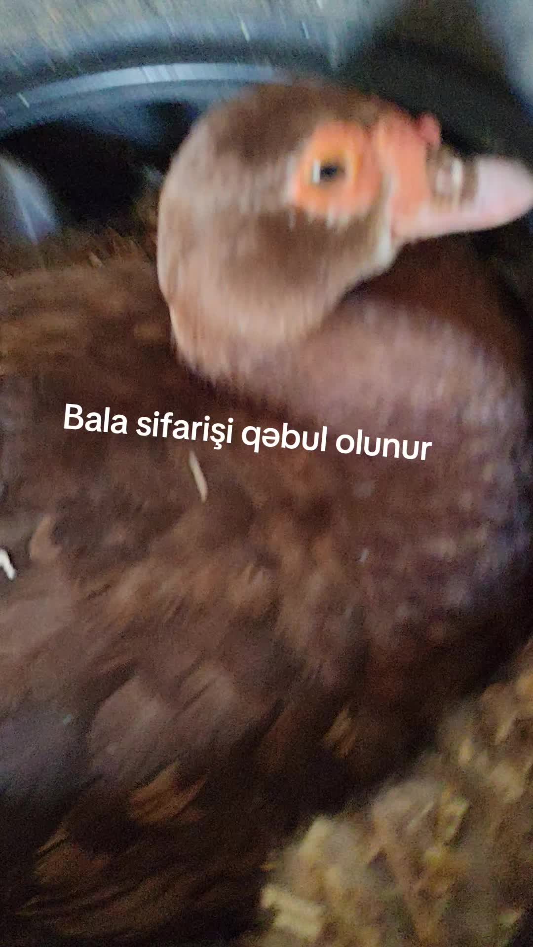 @MAŞTAĞA_QUŞCULUĞ
