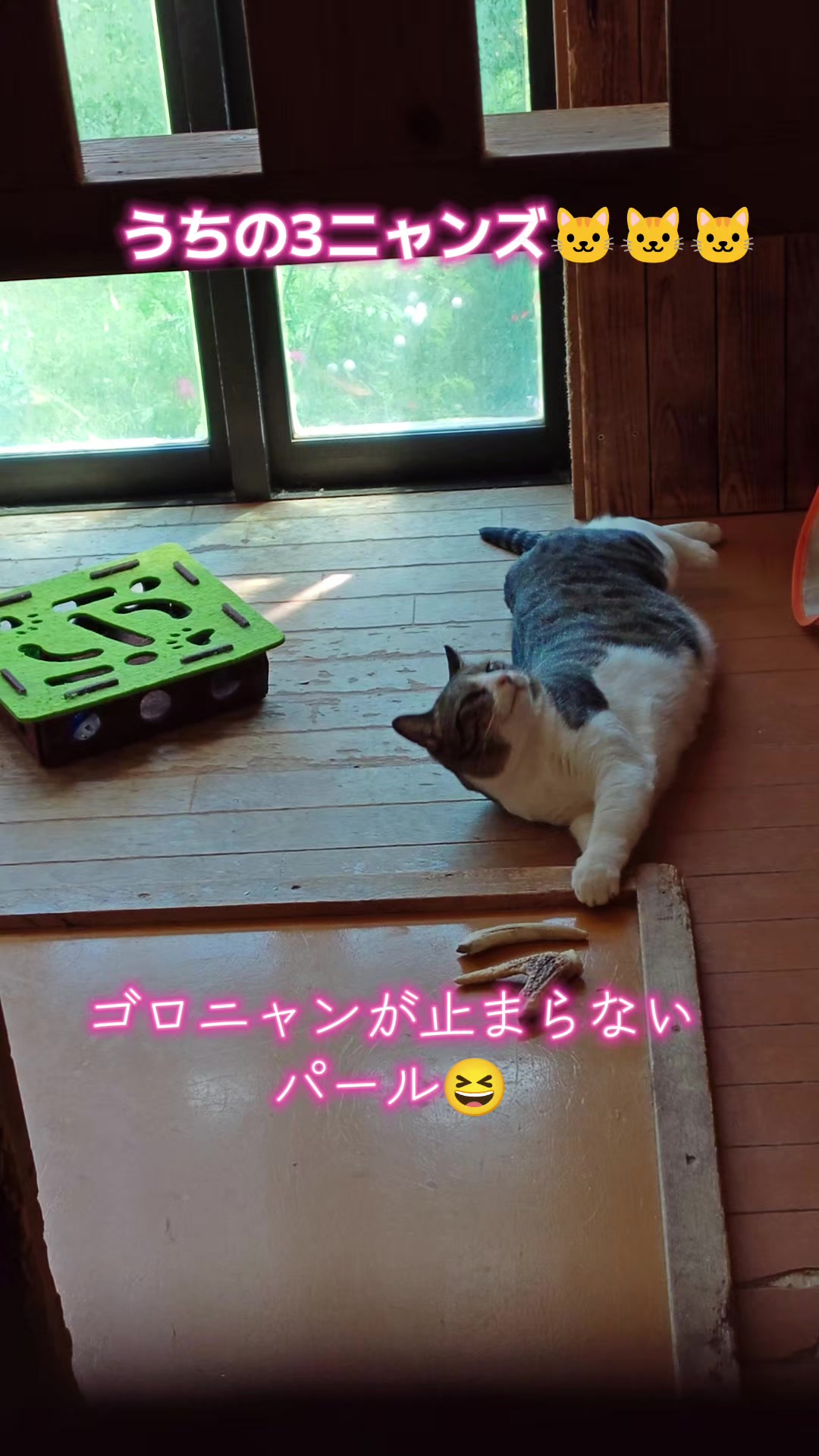 @ANIMAL♡M