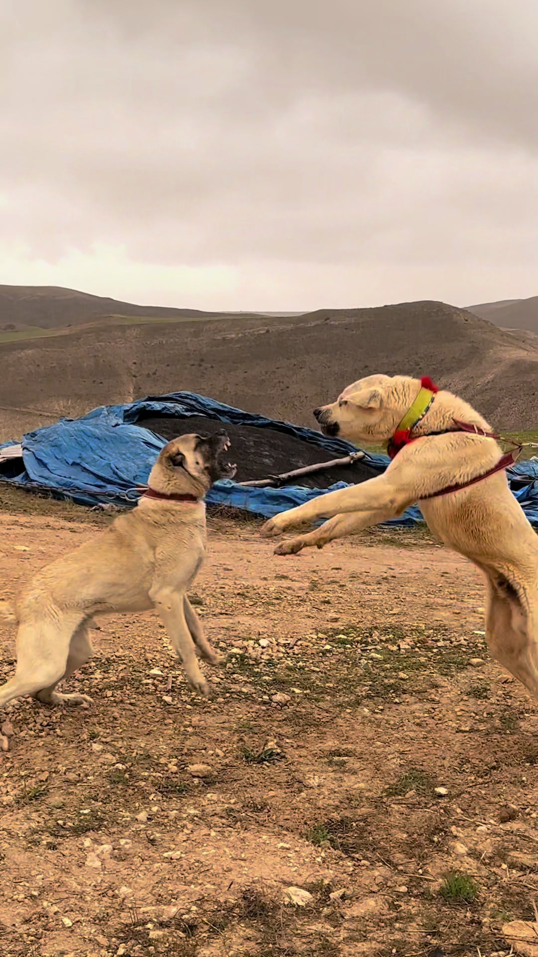 @Gürün.kennels58