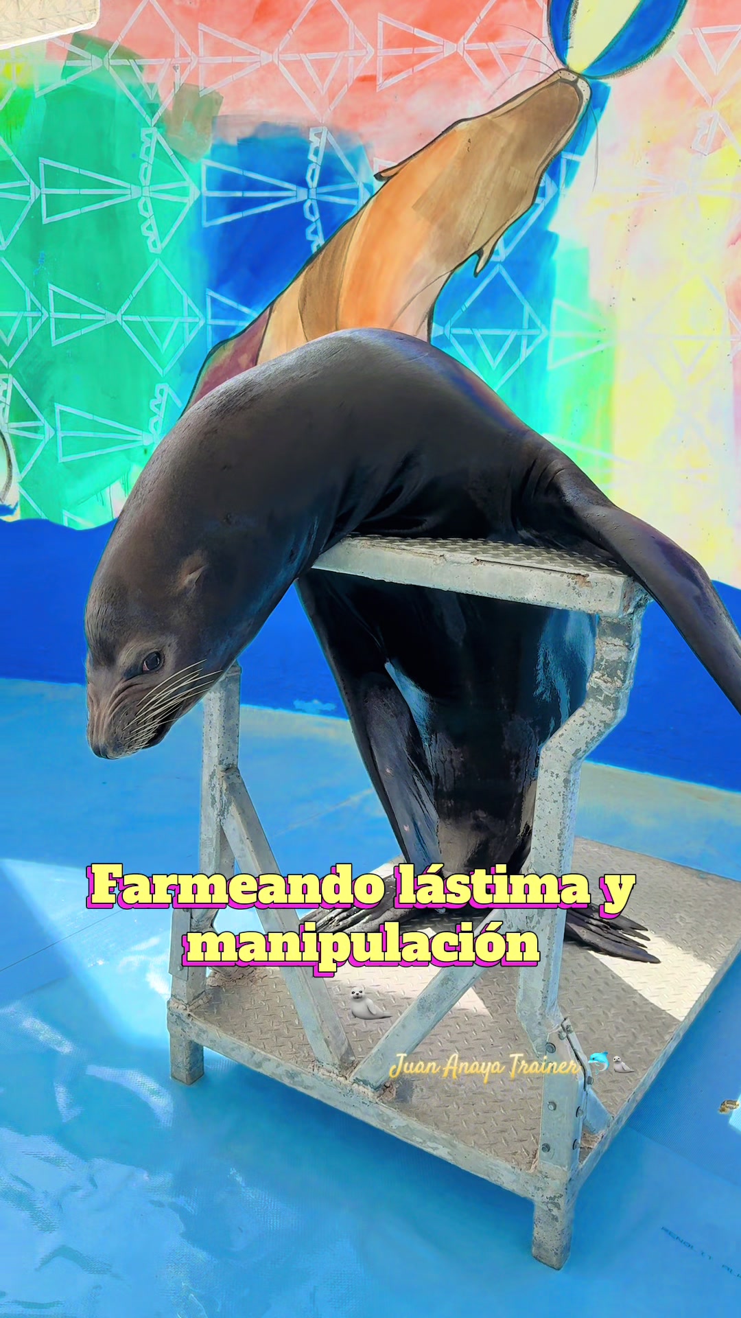 @Juan Anaya Trainer 🐬🦭