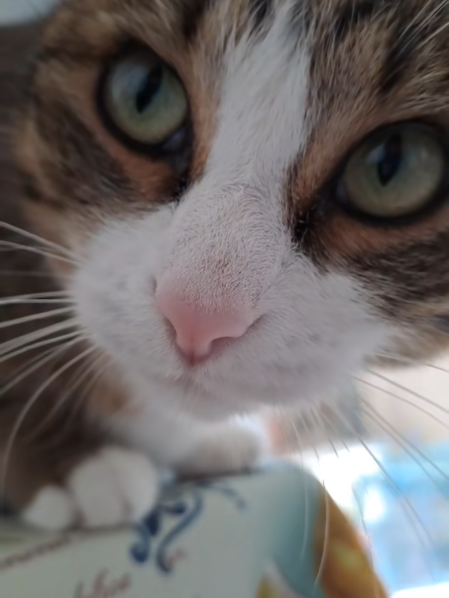 @Isobel ❤️ Pandora & SkifoGatti