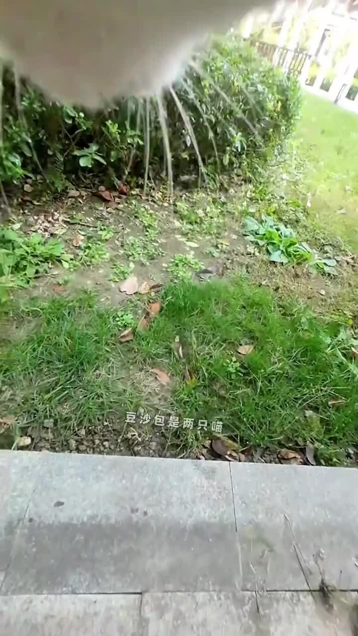 @pipi.puppy