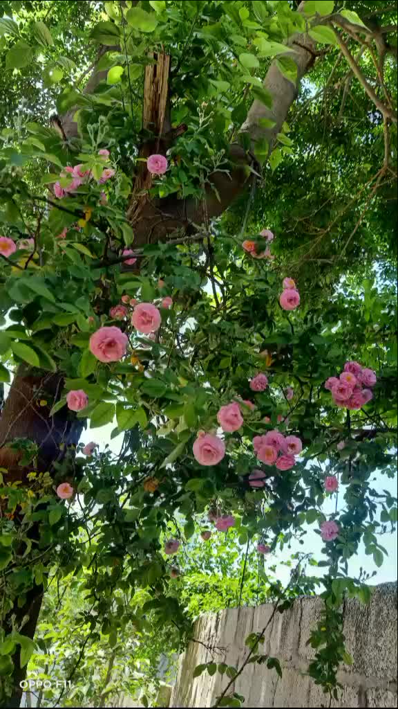 @sohailahmed