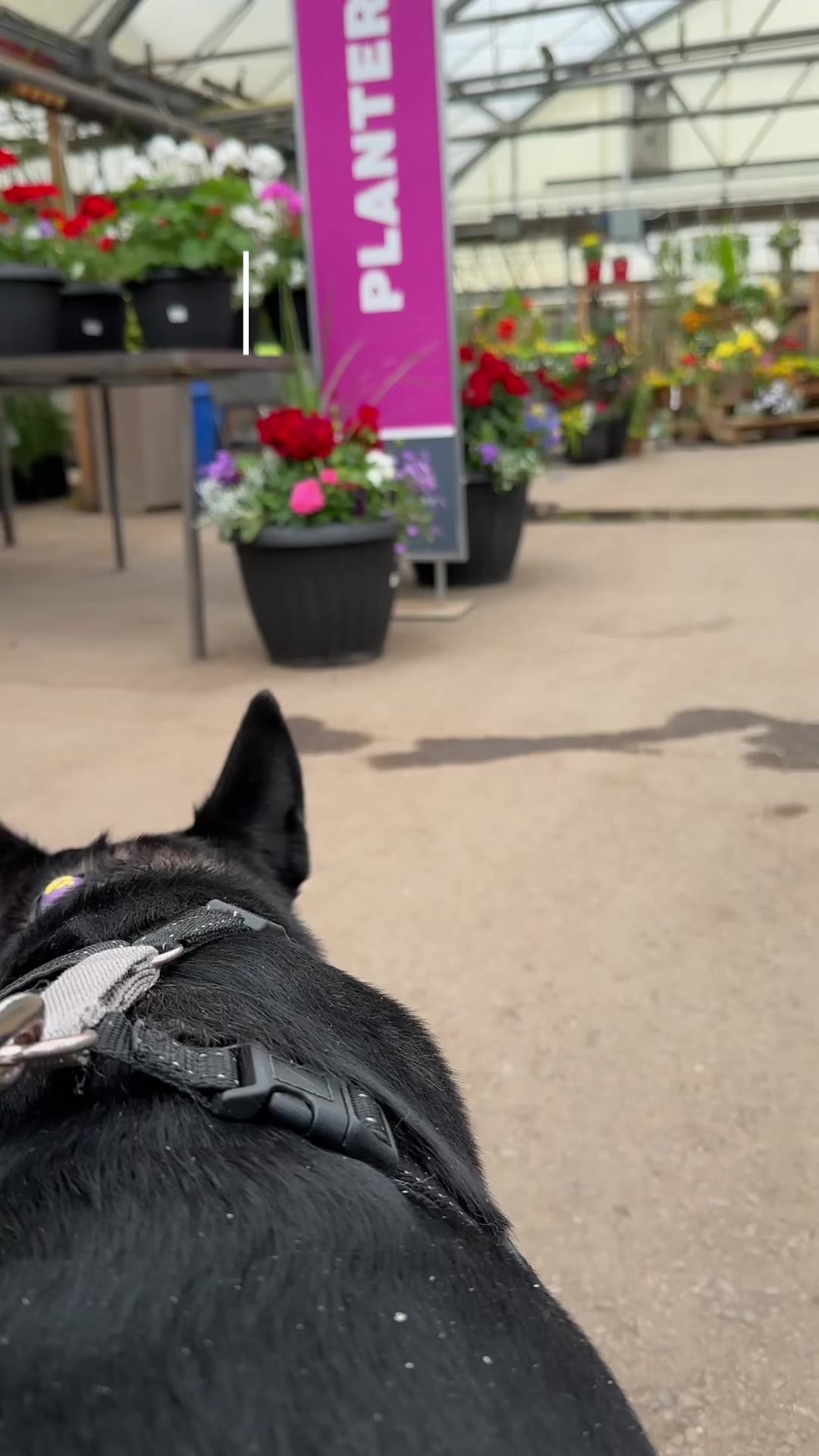 @Calgary Humane Society