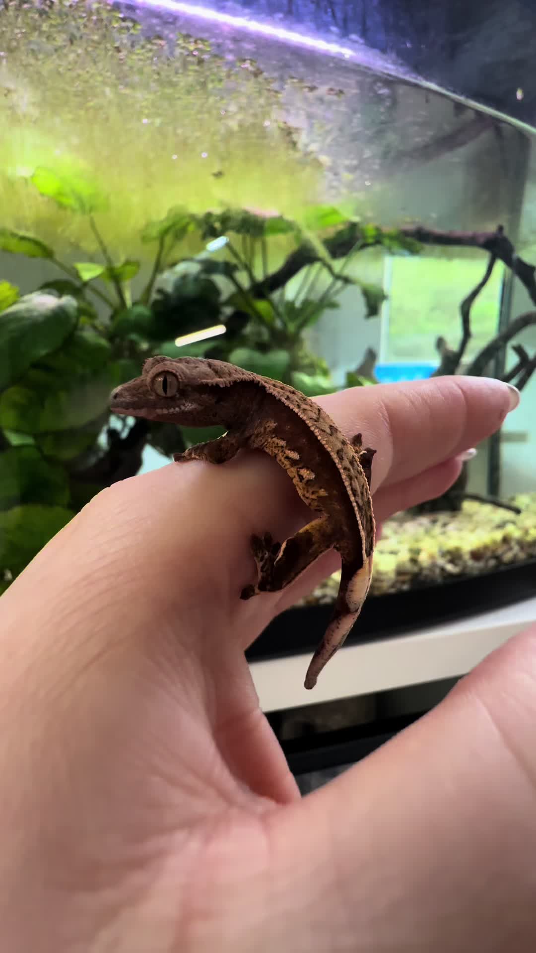 @pawsandcreepycrawlers