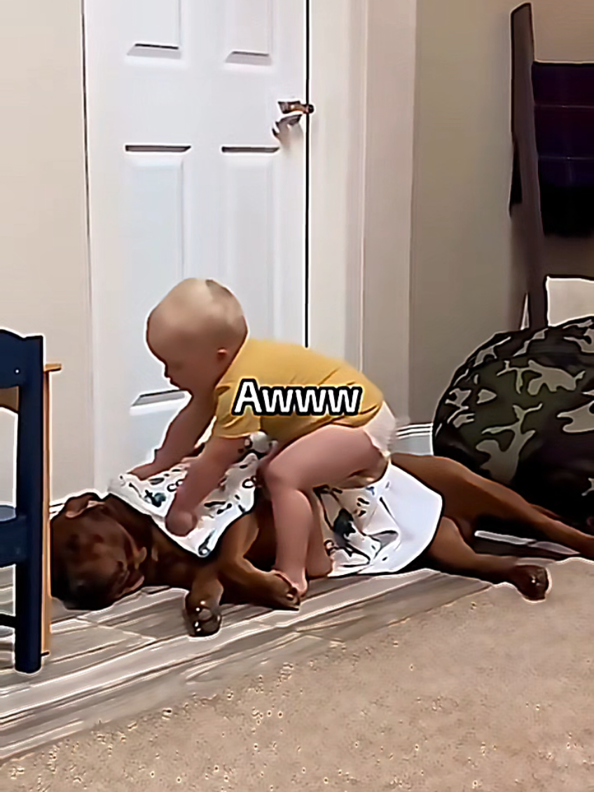 @dogmomentsdaily