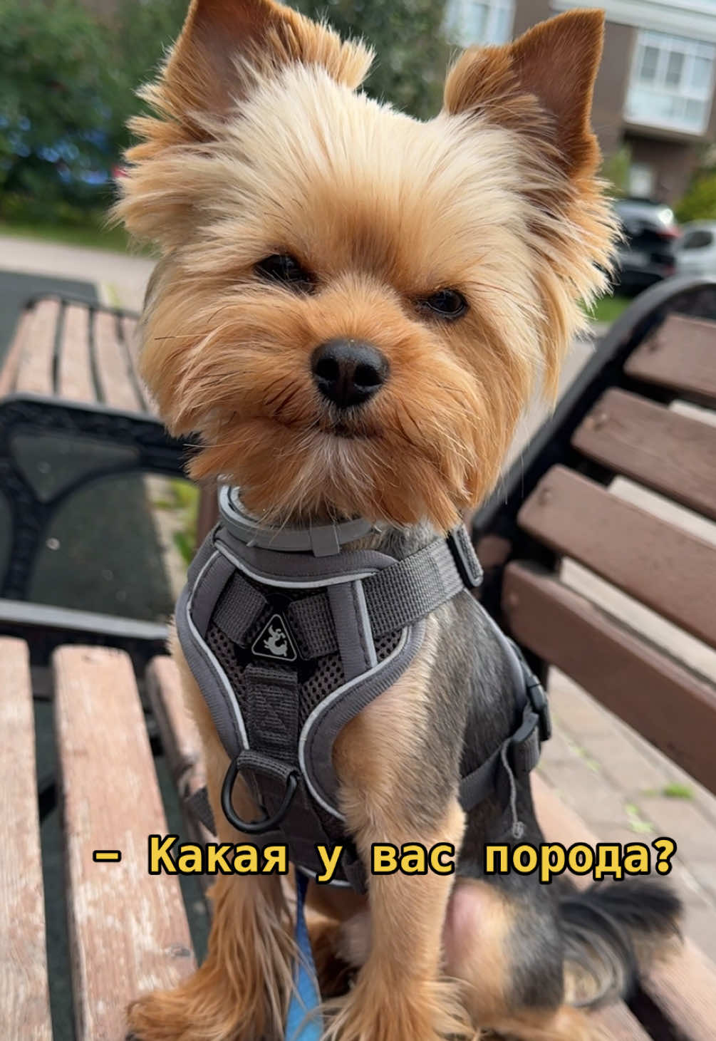 @лера и йорк толик