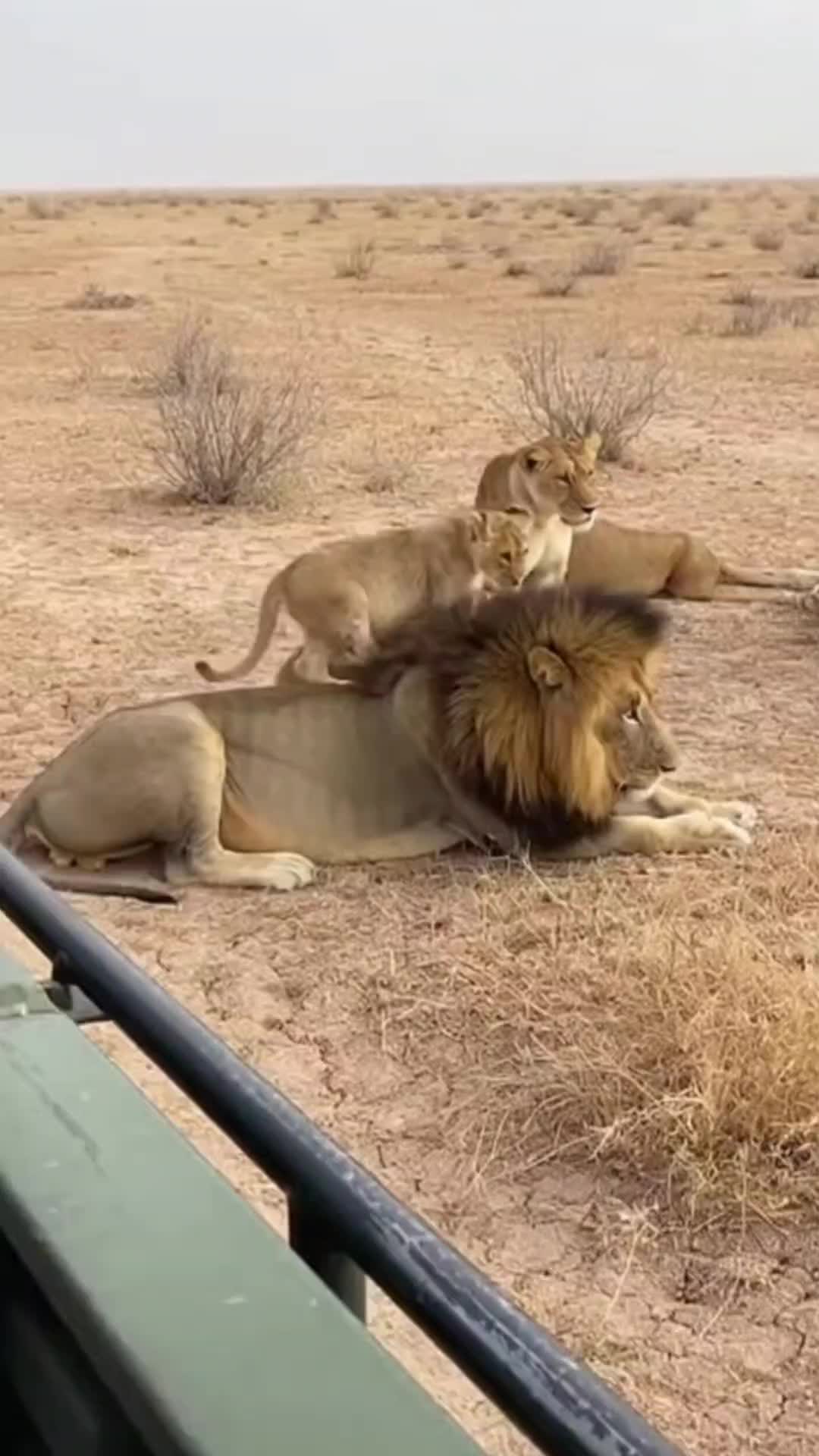 @SafariAnimalsHub