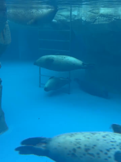 @Seal