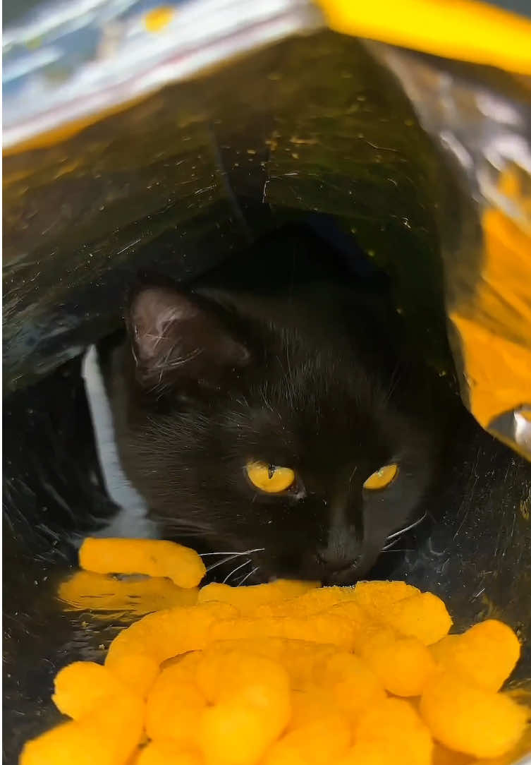 @DailyMeow