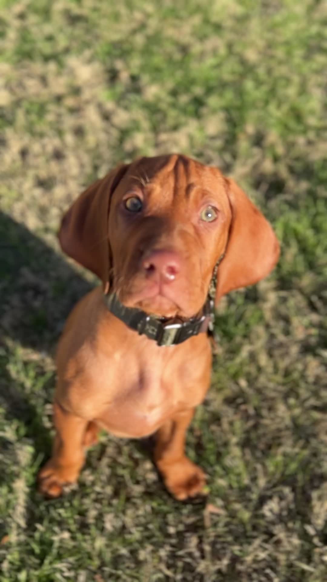 @Copper | Penny