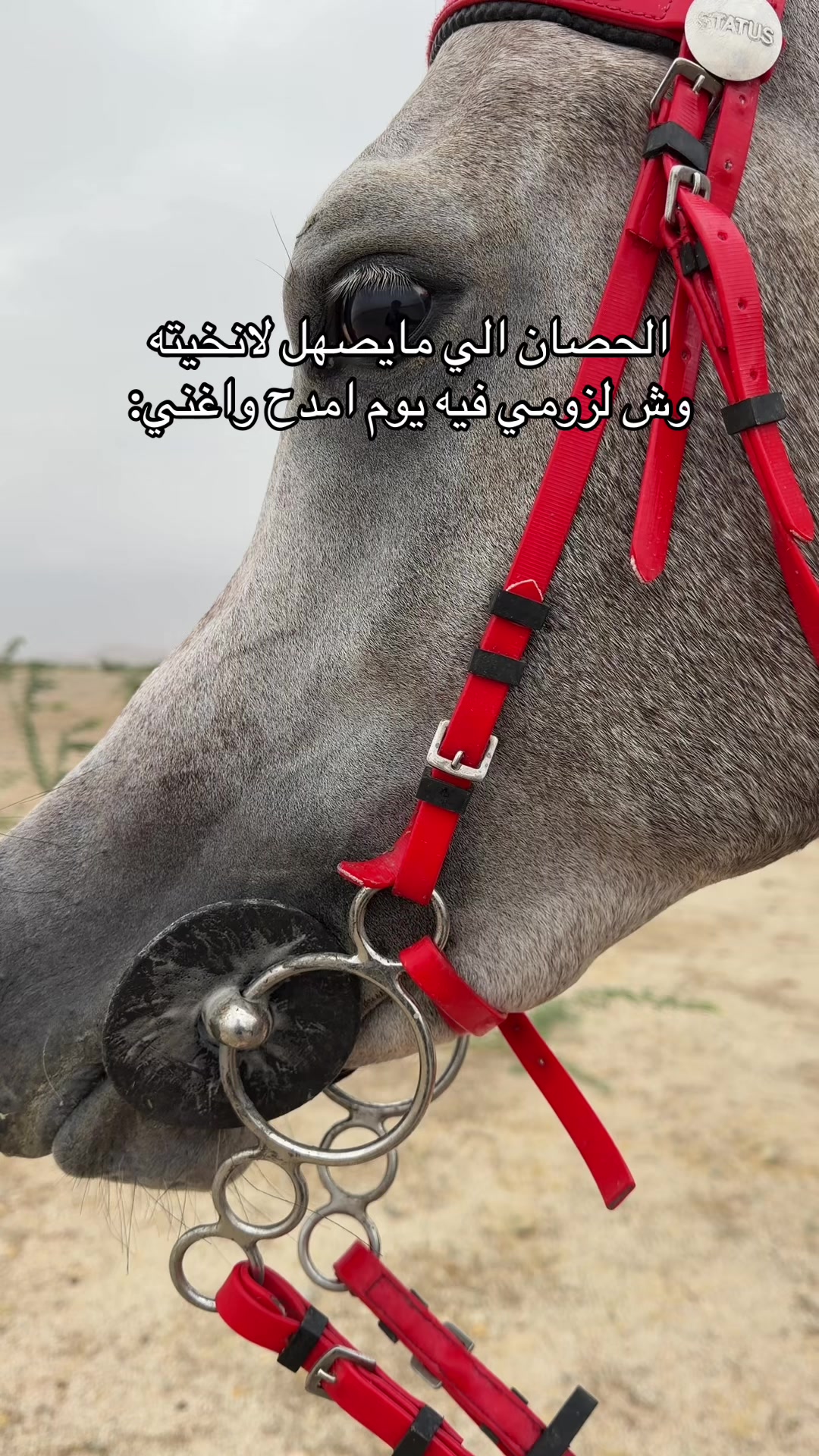 @فادي بن بندر 🎠