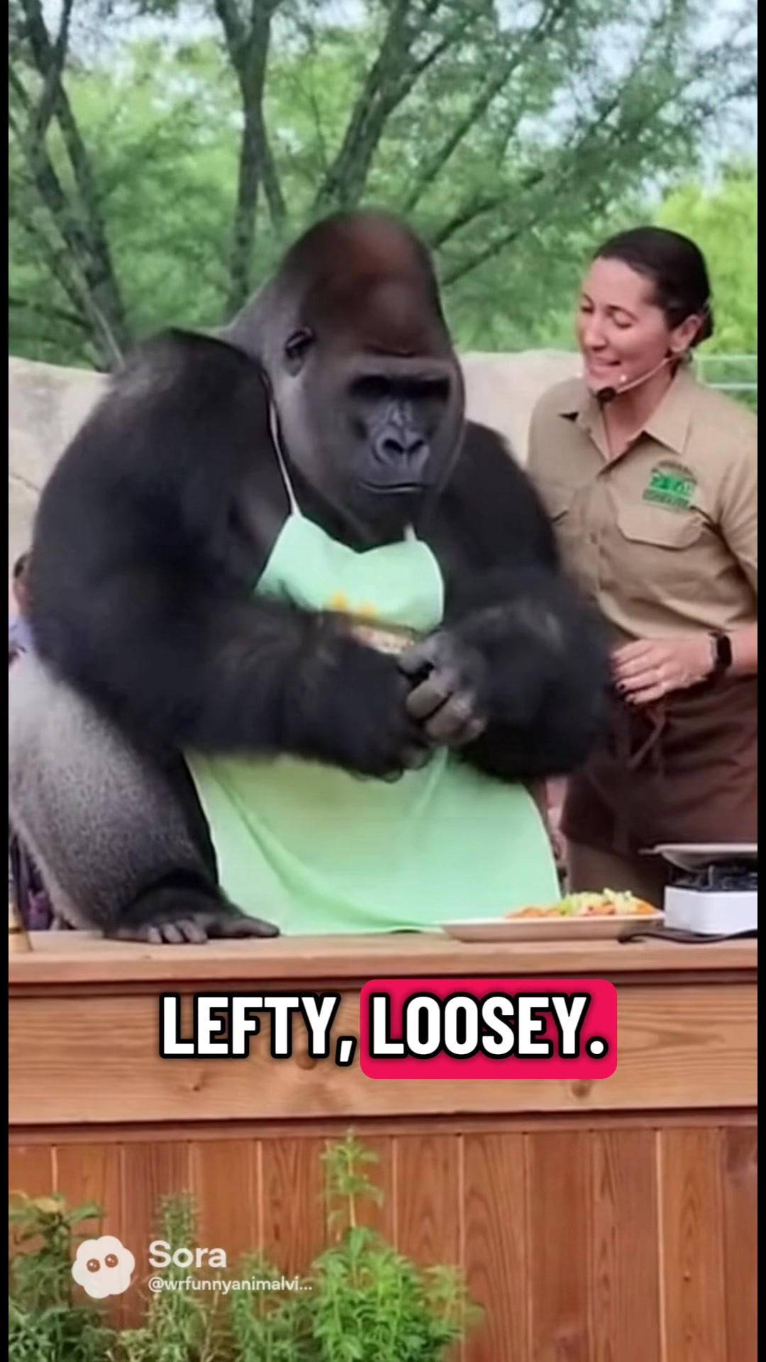 @WR funny animal videos