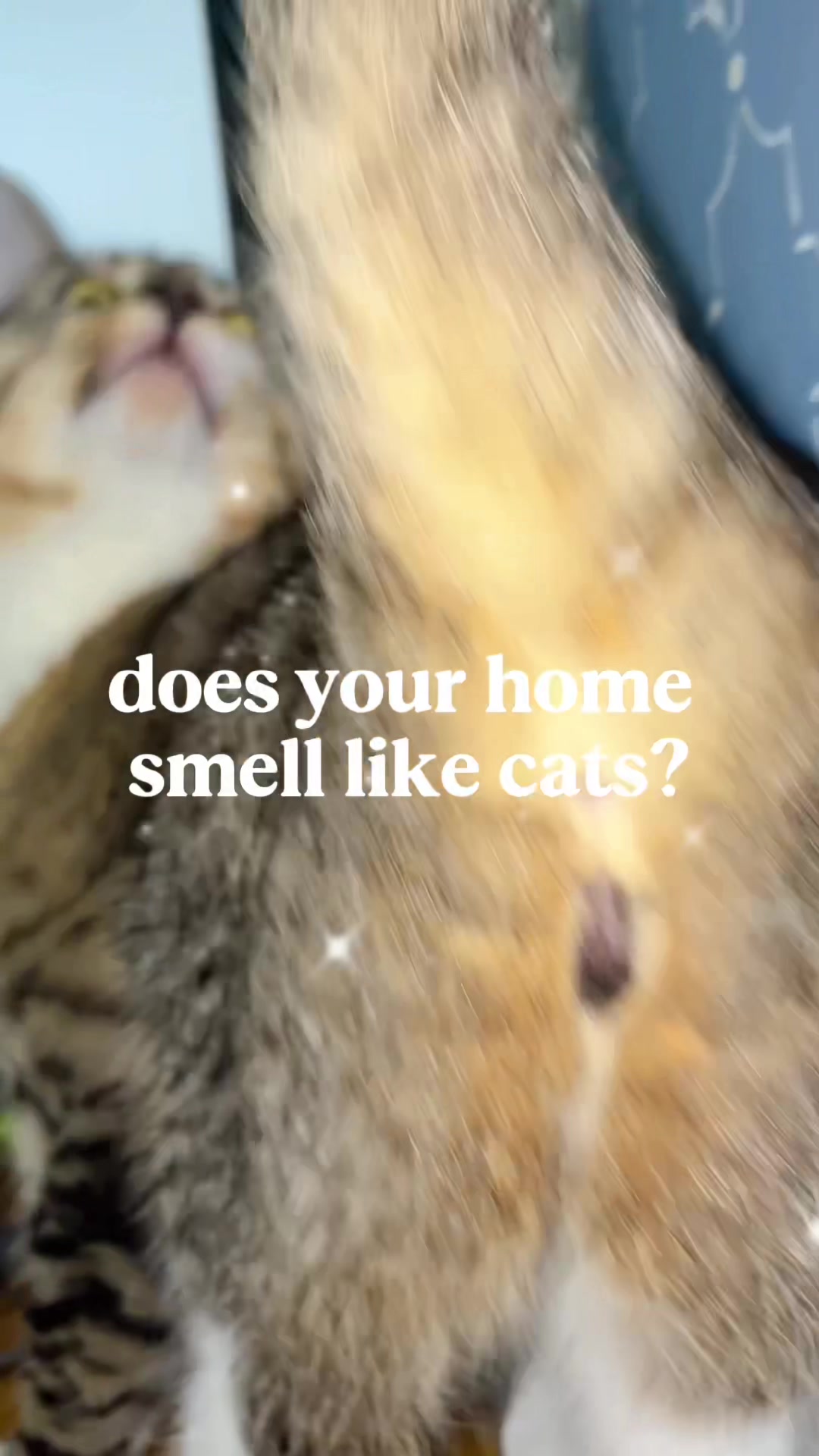 @Juno 💫🐈