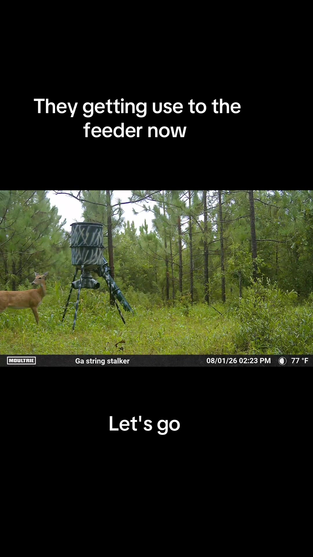 @GEORGIA STRING STALKER