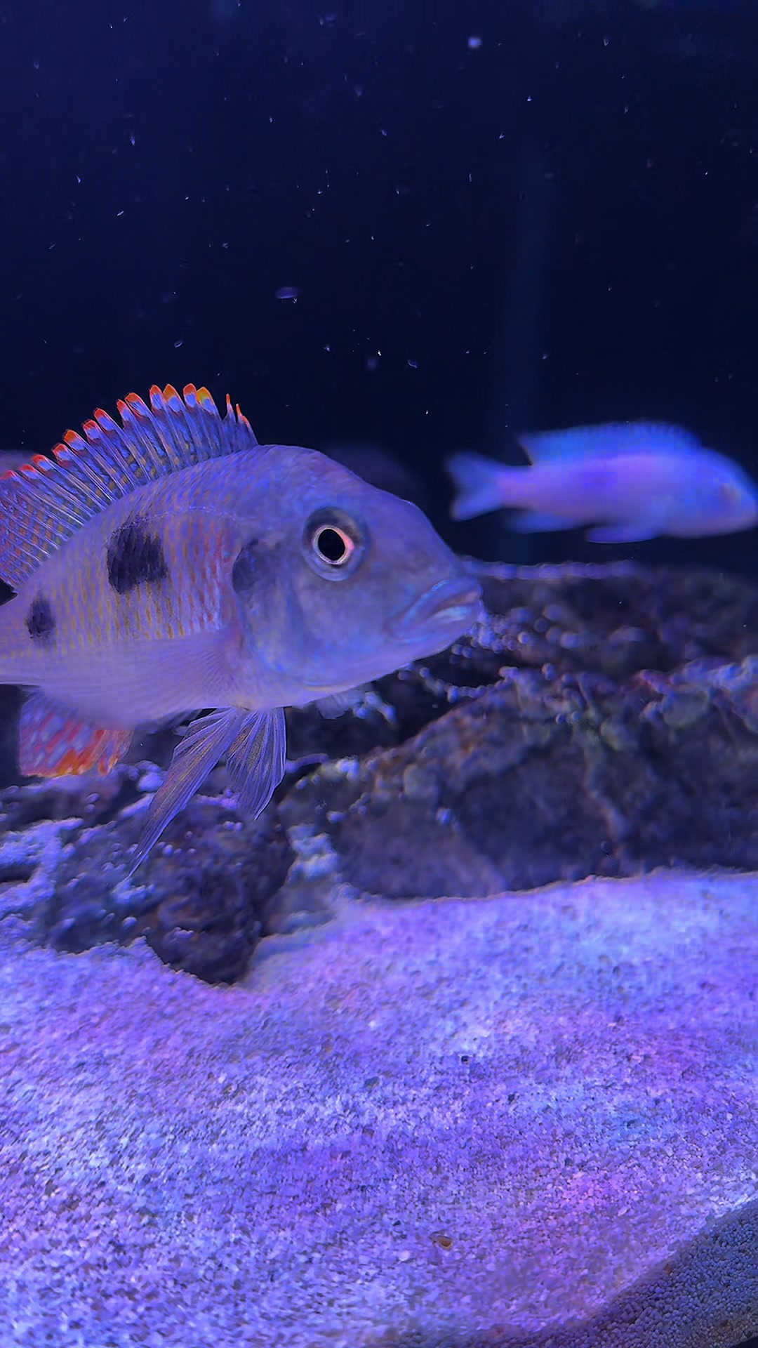 @Cichlid Adventures