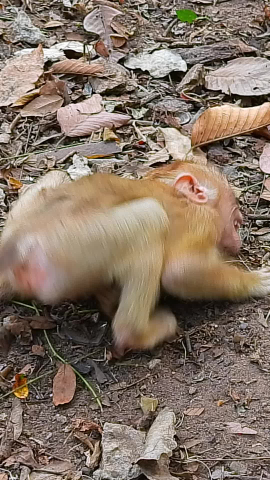 @Monkey Cambodia