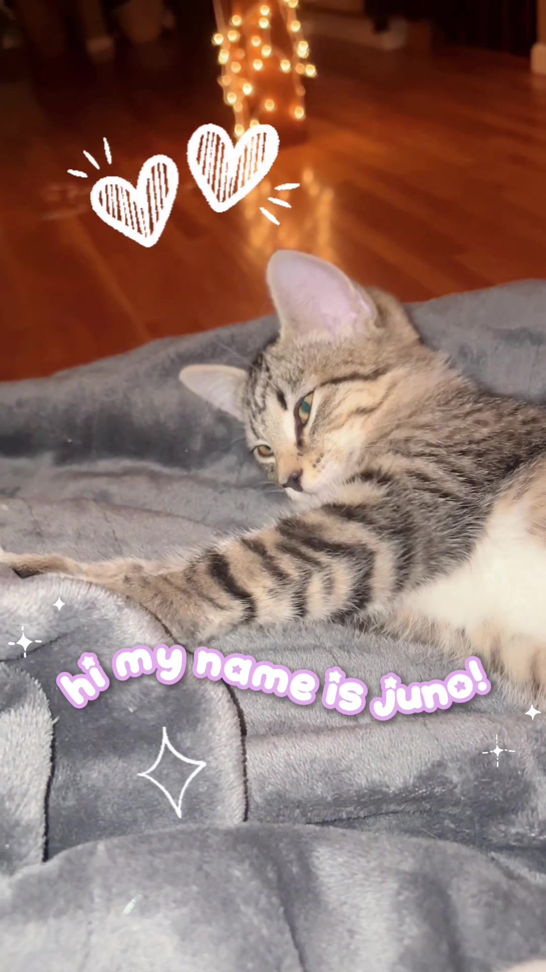 @Juno 💫🐈