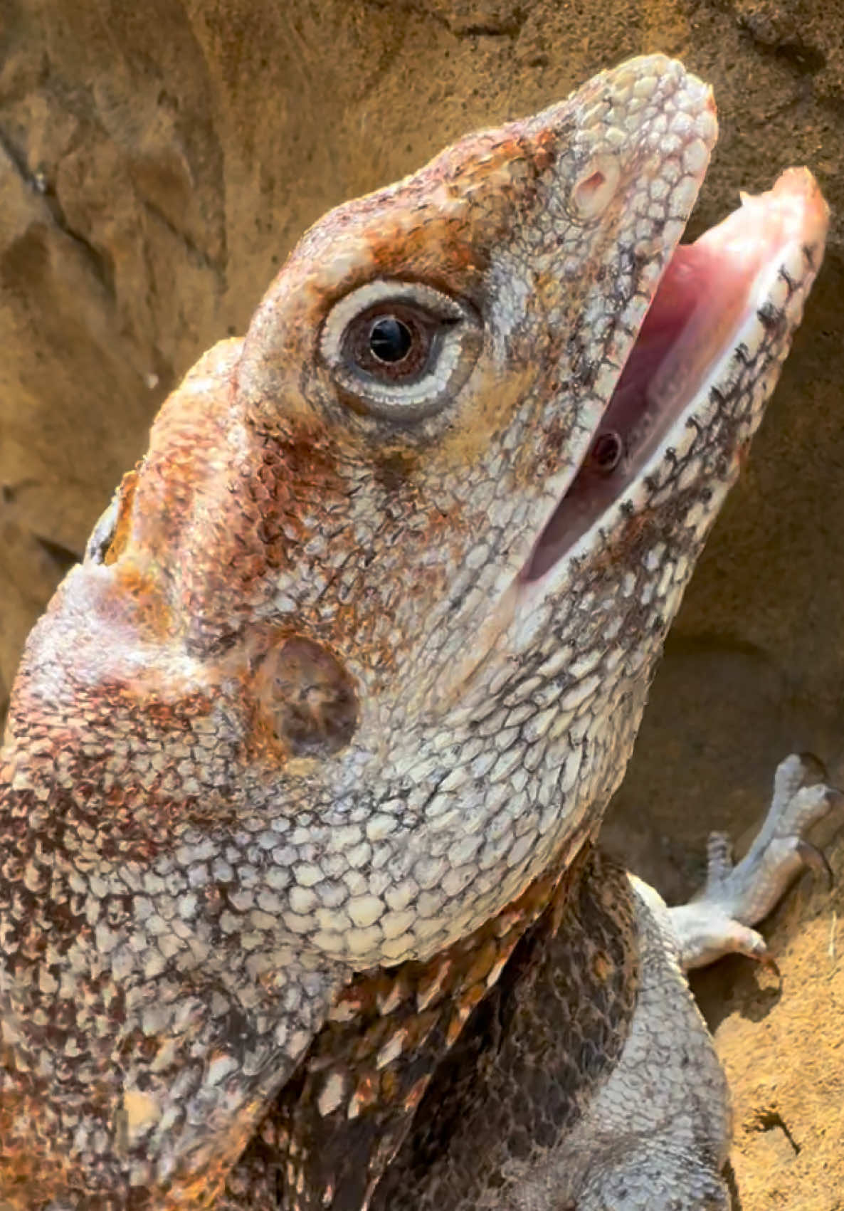 @Tommys_reptiles