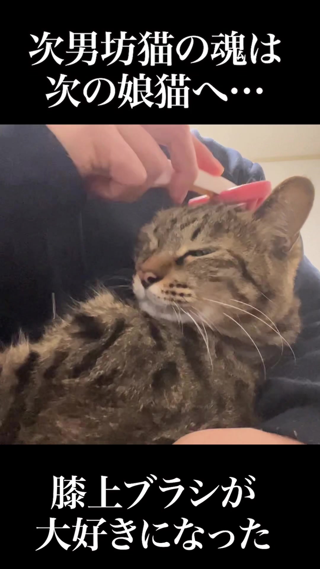 @ねこかます