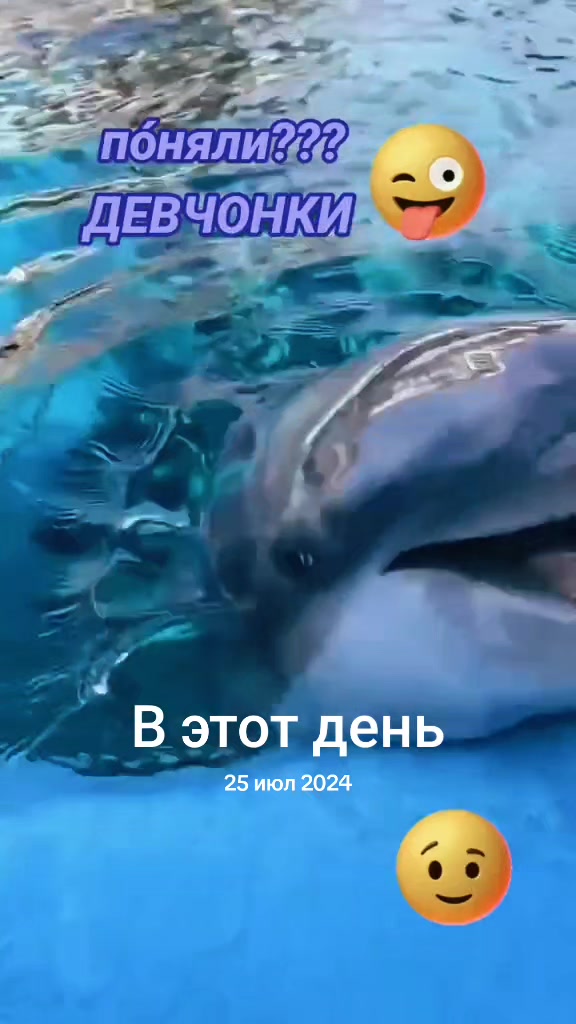@🌊🐬ДЕЛЬФИН🐬🌊