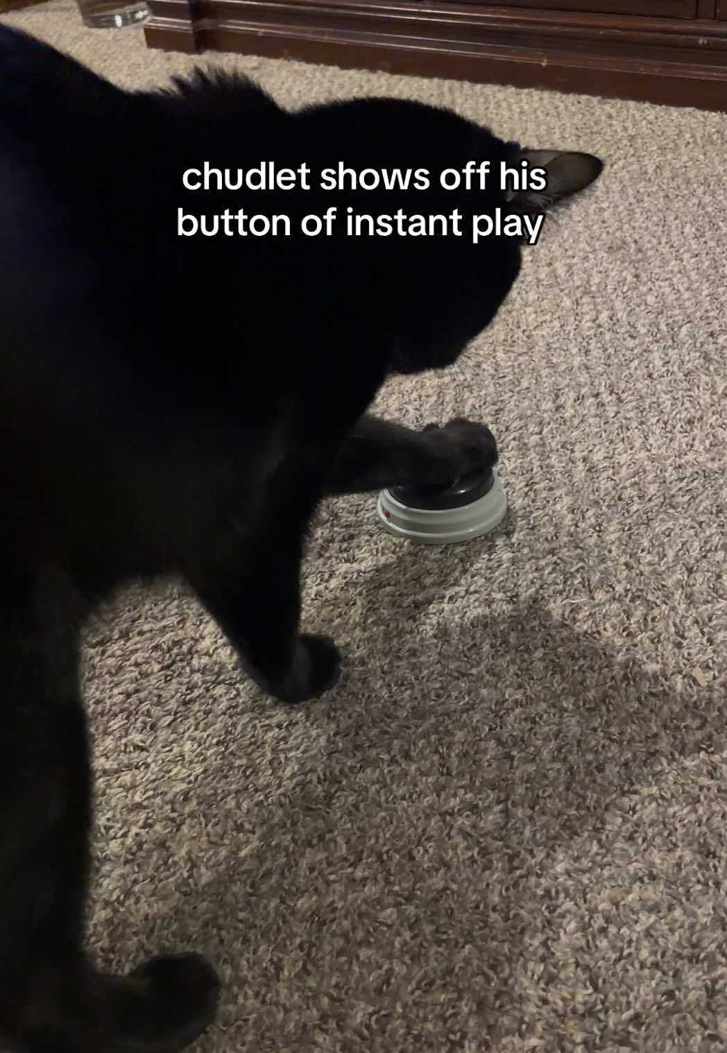 @Pickle 🐈⬛ & Izzy 🐅
