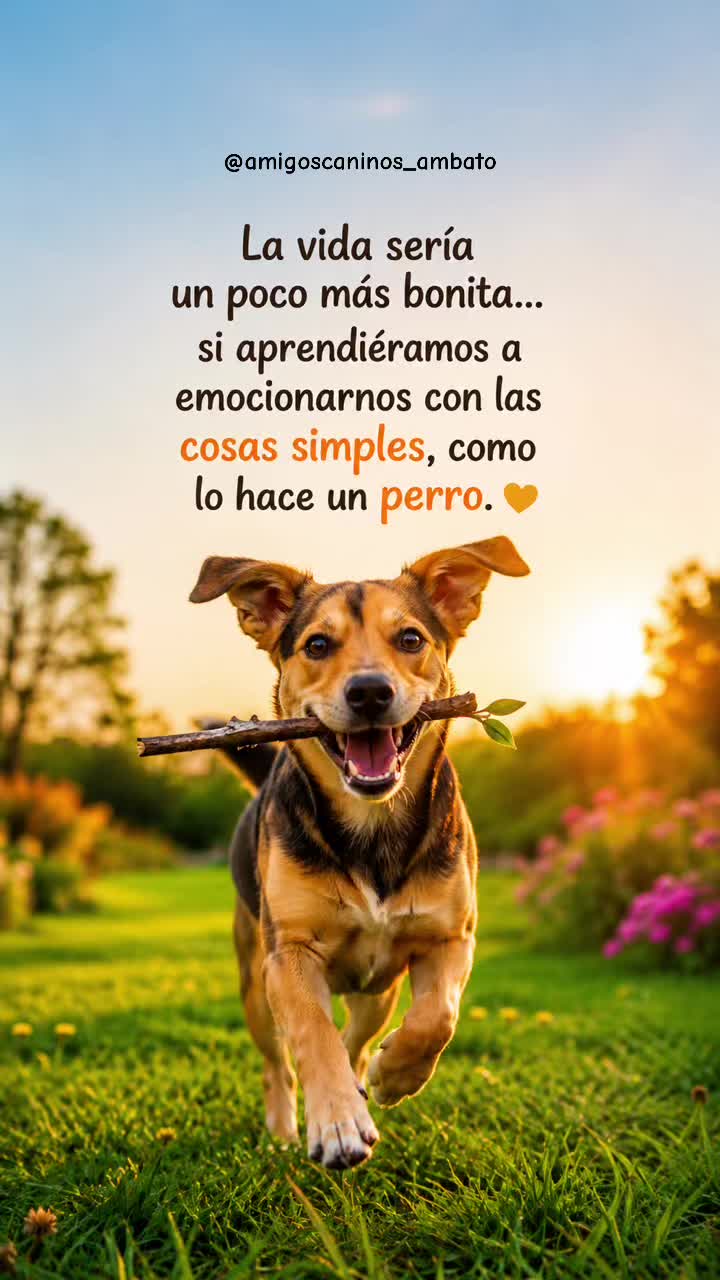 @Amigoscaninos_Ambato