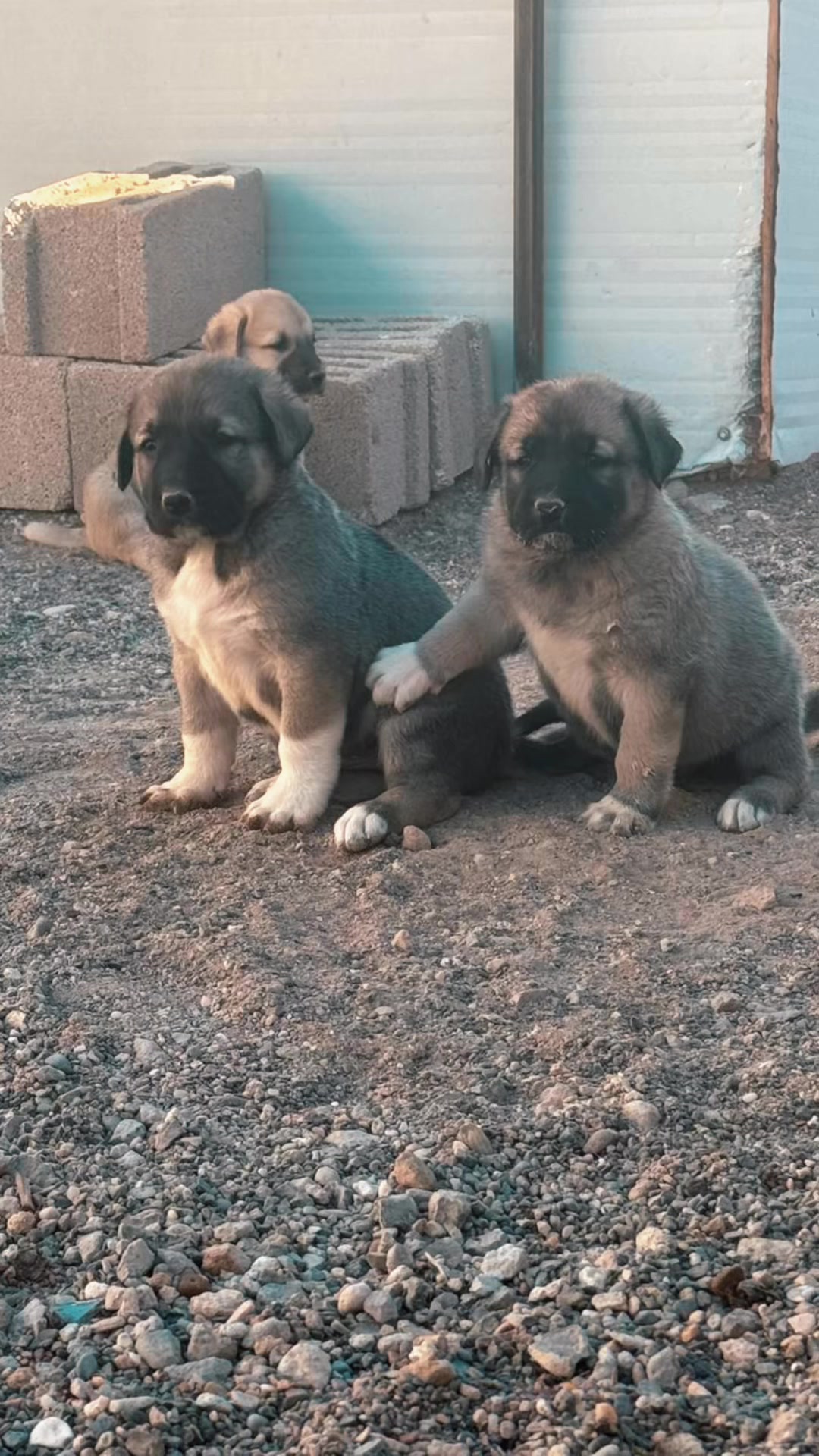 @Sivaslı