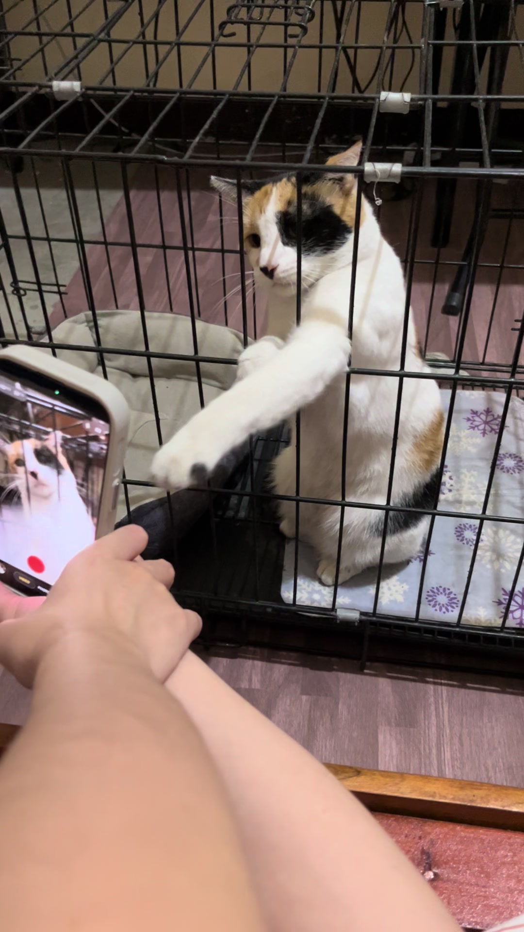@Bunggok The Fat Cat