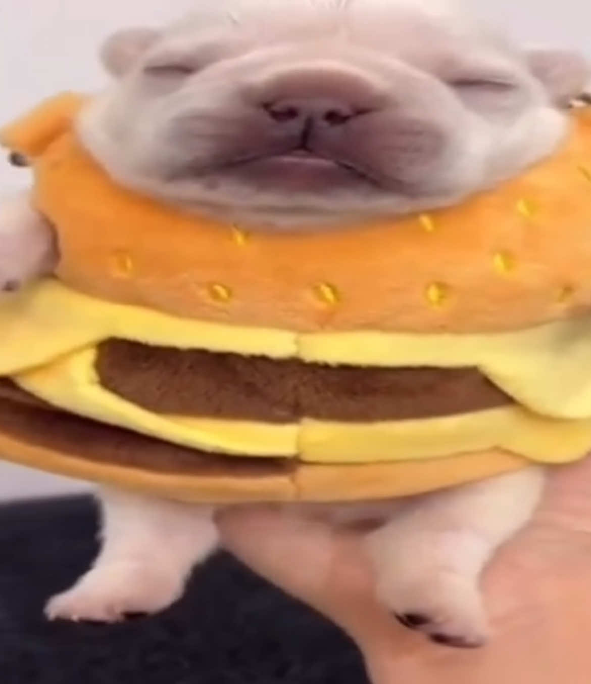 @Pibble Plug