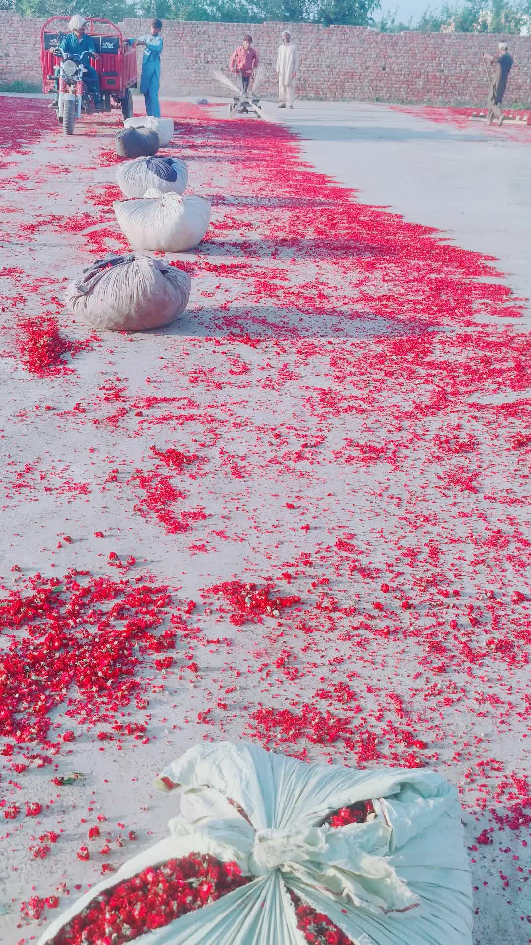 @🌷𝐒𝐇𝐀𝐍 𝐅𝐋𝐎𝐖𝐄𝐑𝐒🌷