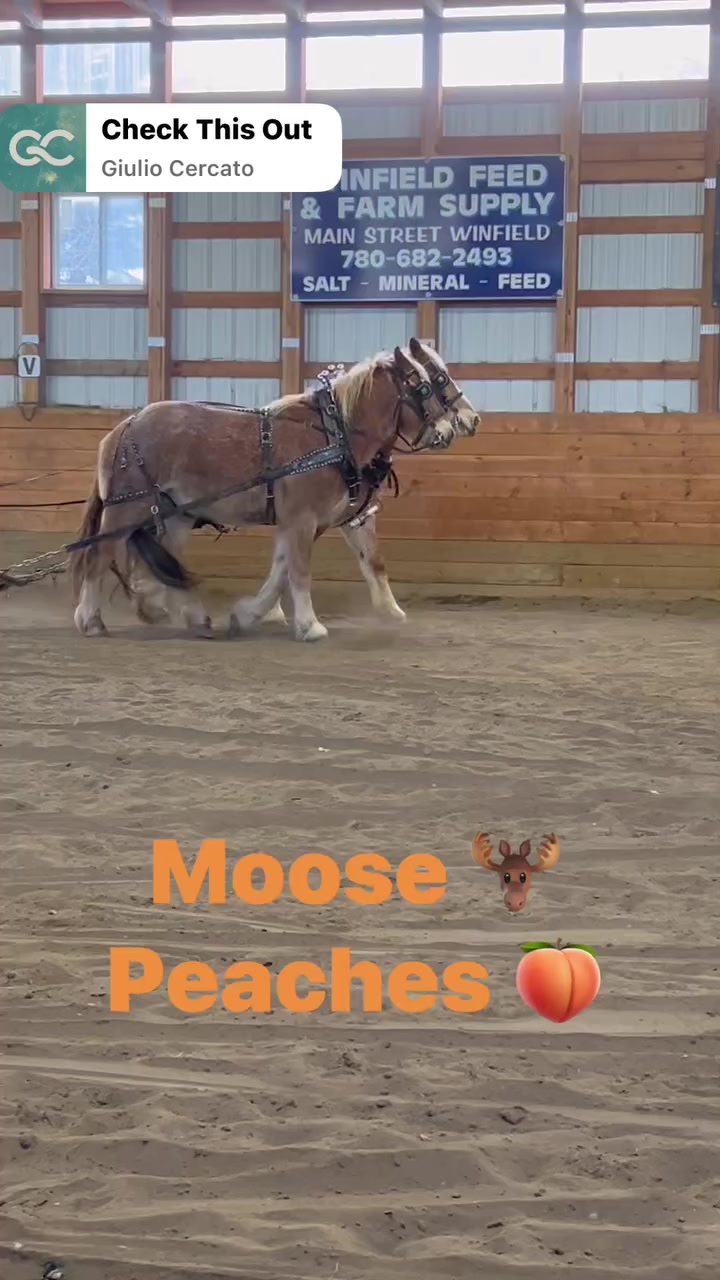 @Pigeon Lake Horse Drawn 🇨🇦