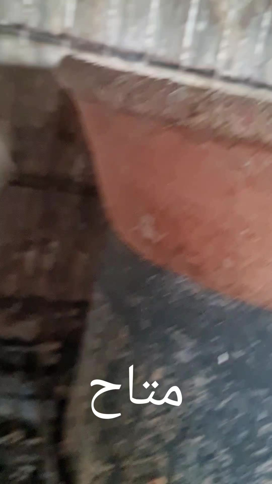 @Pigeons Tv