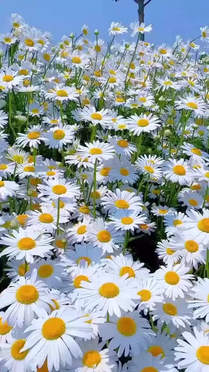 @💚Green Heart🇦🇿Yaşıl Ürək💚