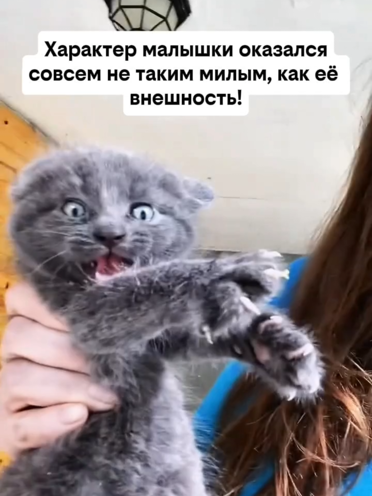 @RescueAnimals Nir