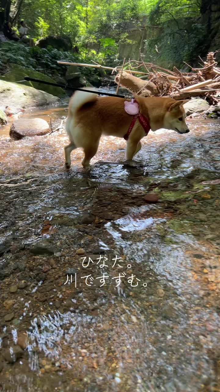 @ひでぽともぽ