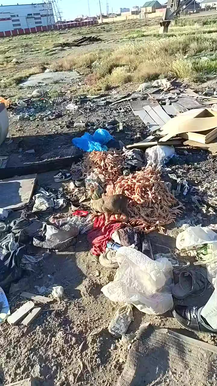 @Sahibsiz heyvanlara dəstək