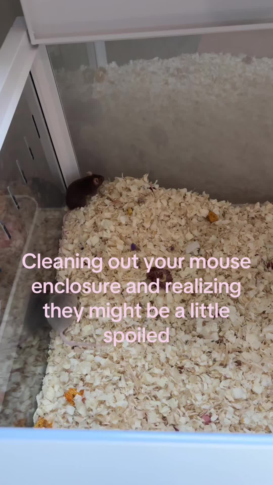 @thatweirdanimalgirl