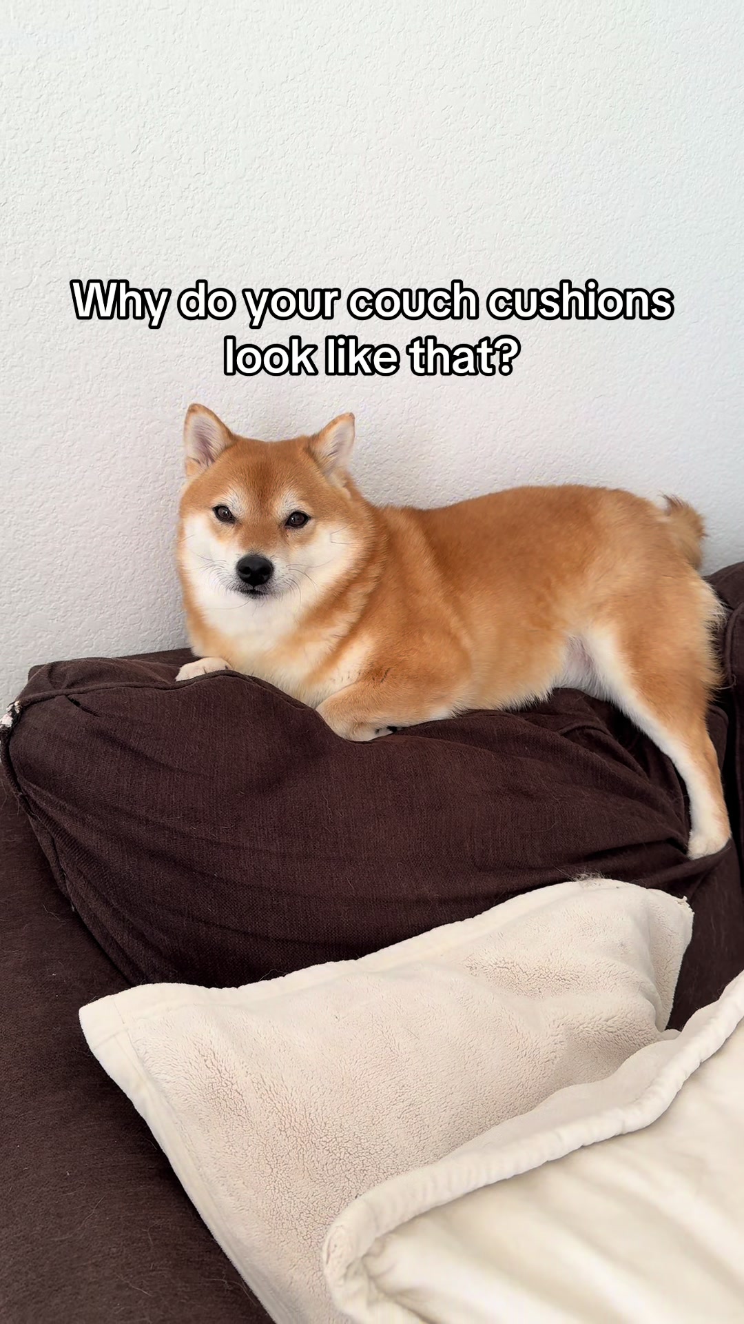 @Flock of Shibas 🐕🐕🐕