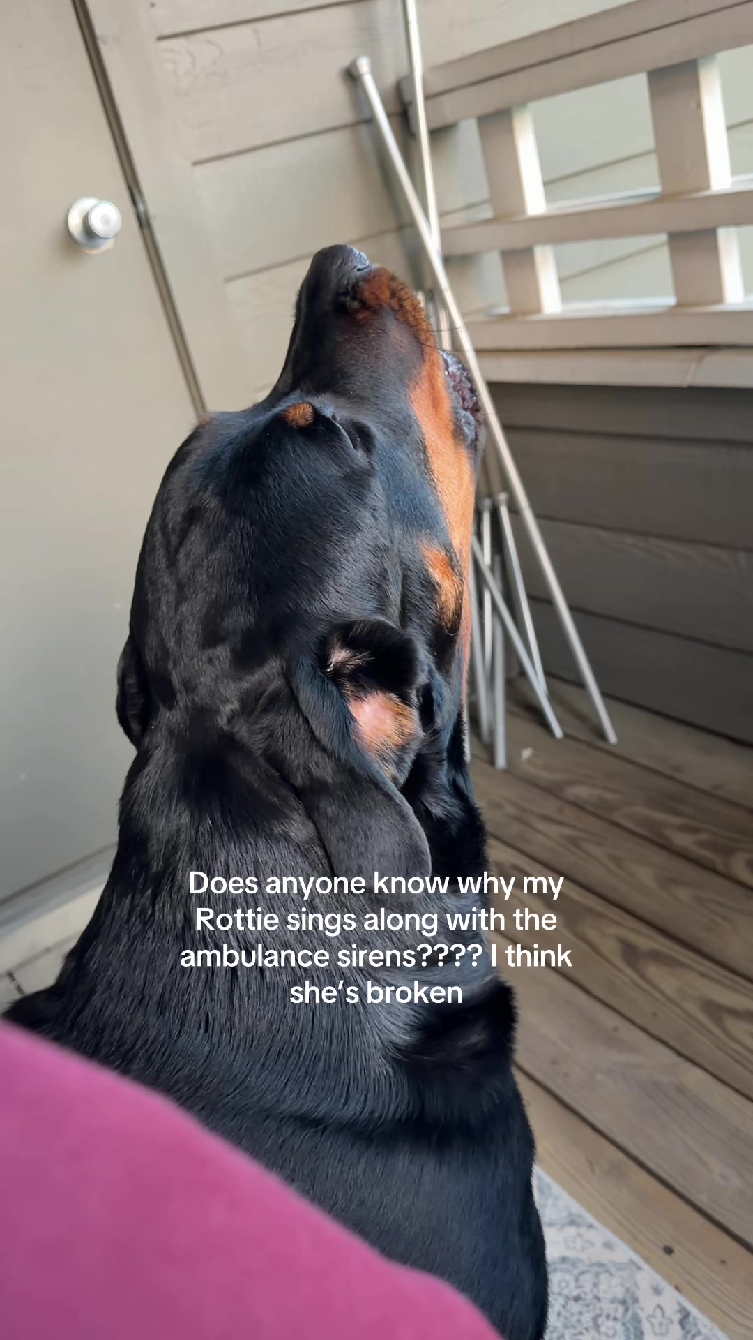@Mia the Rottie