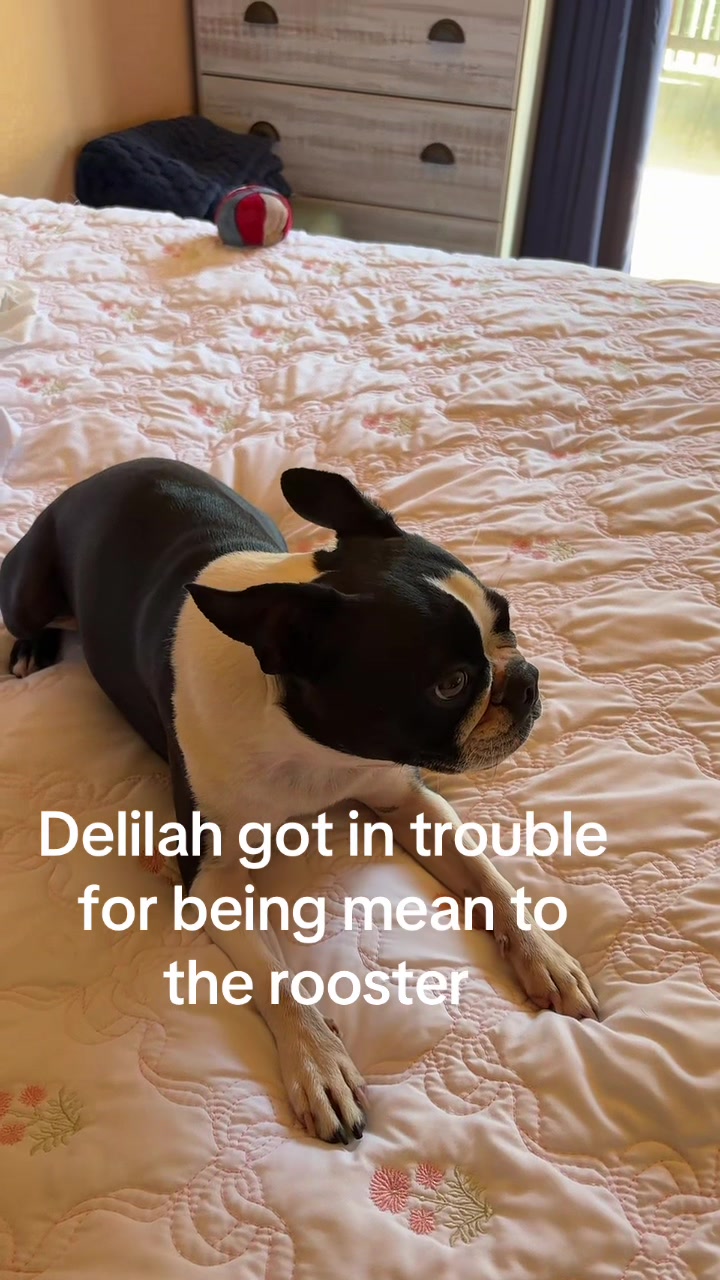 @Laurie’s-remi&delilah