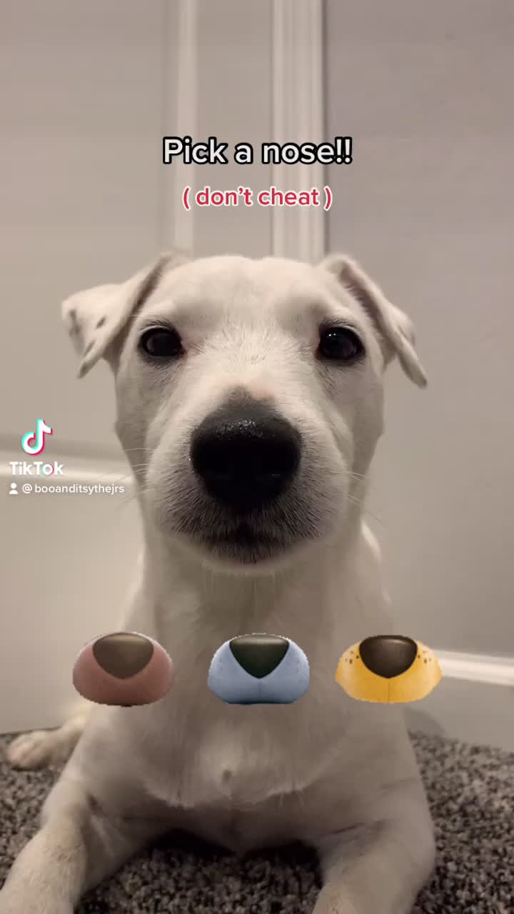 @A dog and his owner