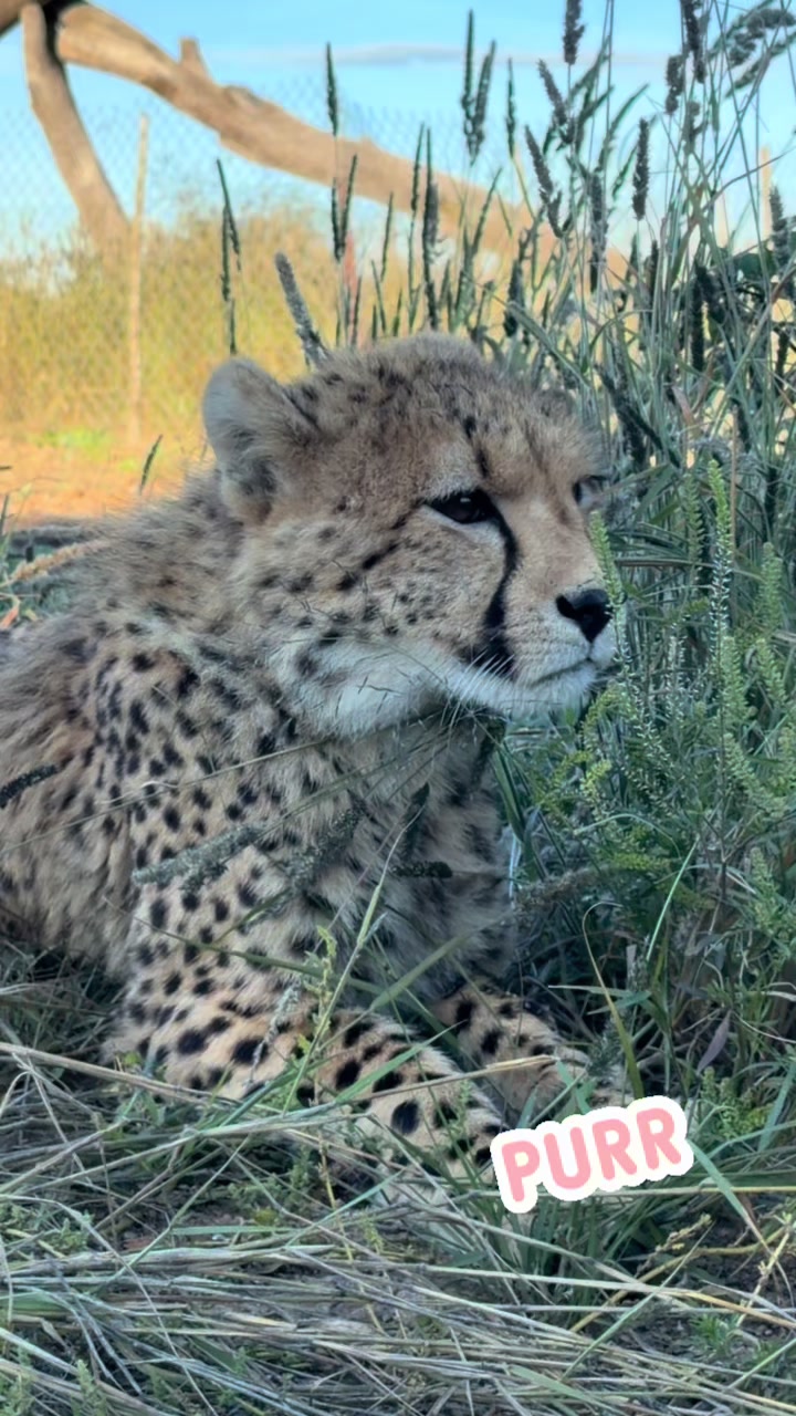 @Felidae Centre