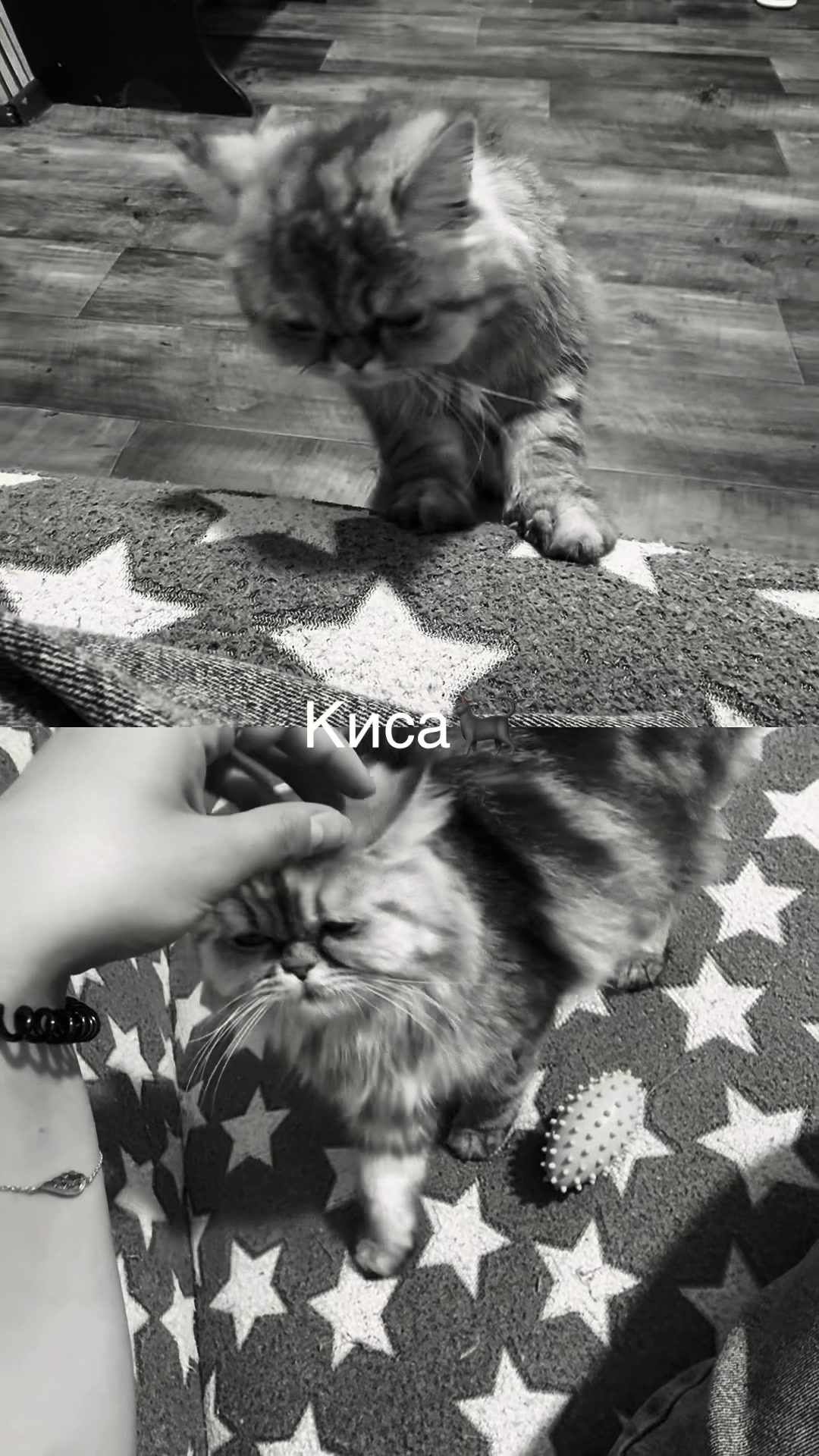 @Беляш 🧸⚔️