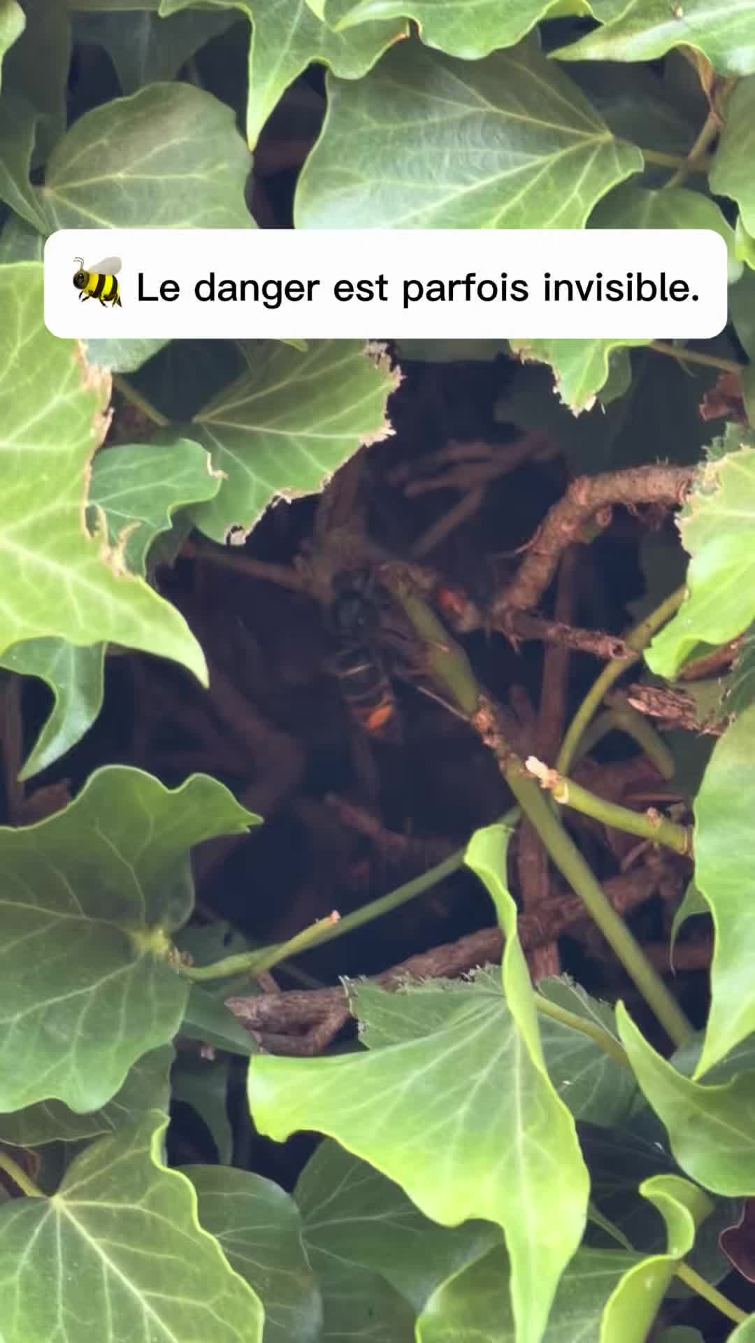 @Steve Le Jardinier