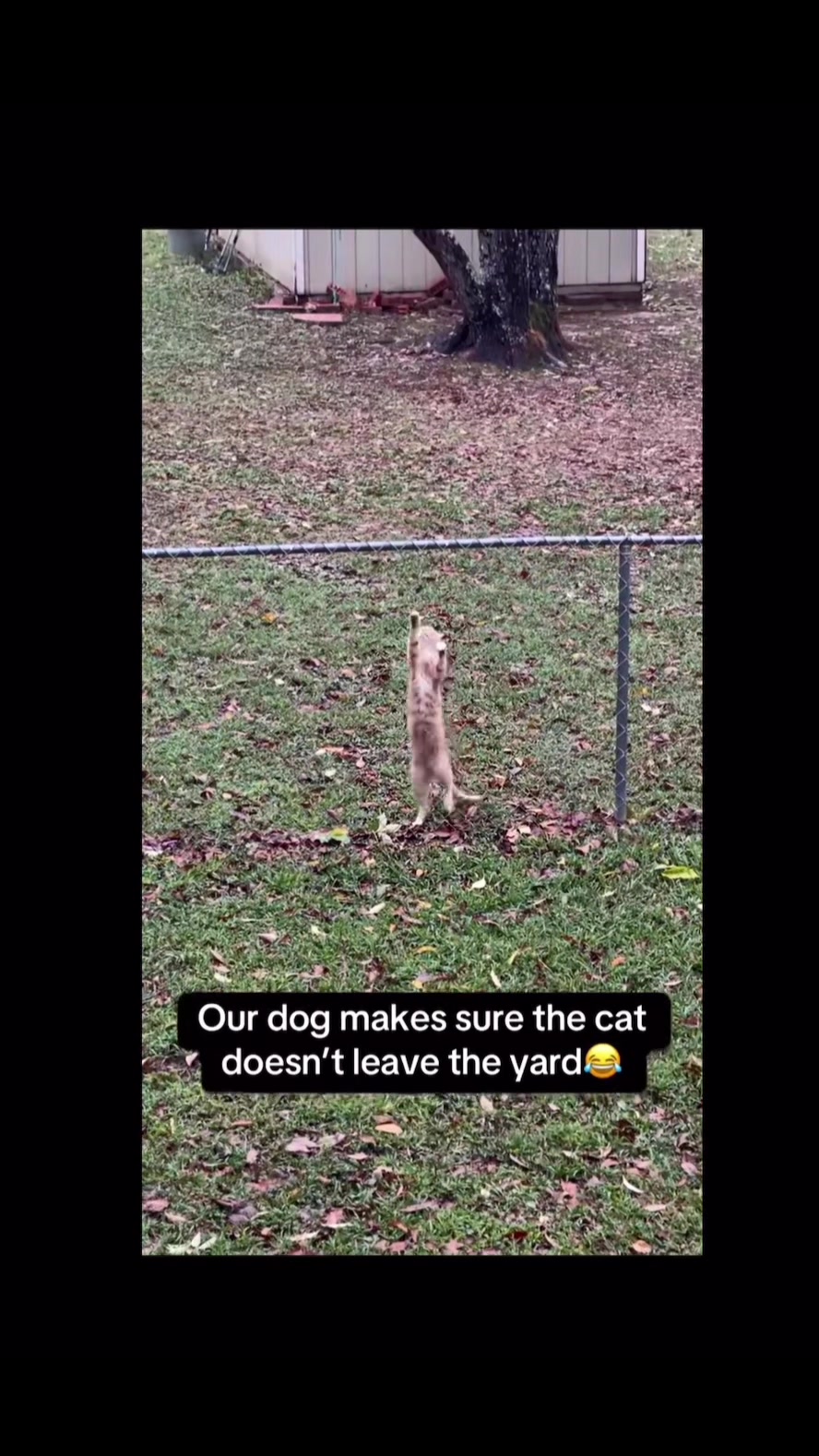 @Animal Antics