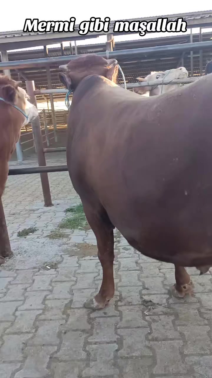 @Ali Özok