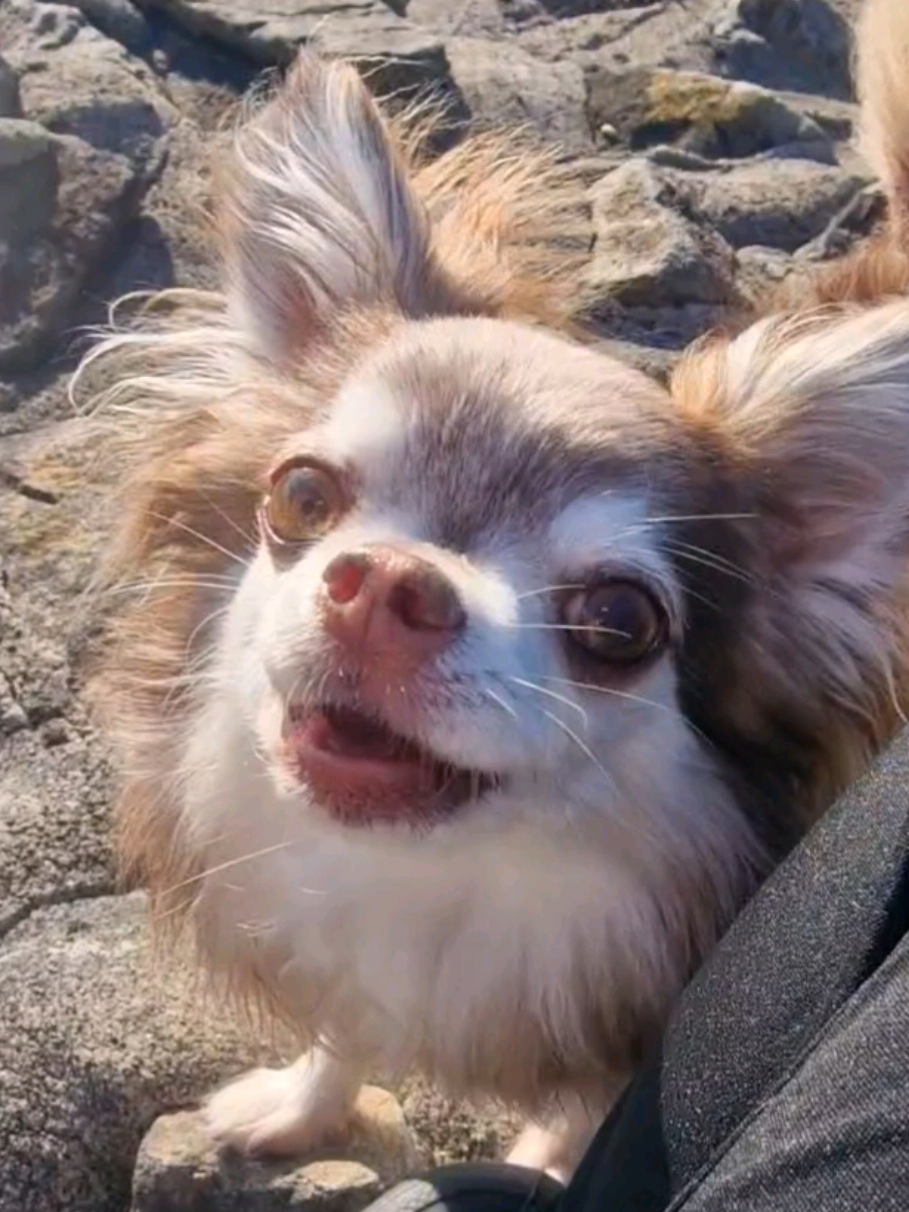 @🌸🐾꧁ 𝒮𝒶𝓃𝓃𝒾 ꧂🐾🌸