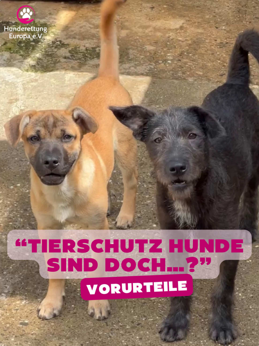@Hunderettung Europa