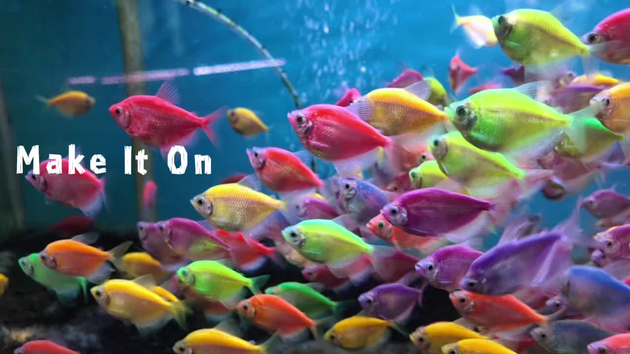 @Piara ikan di galon